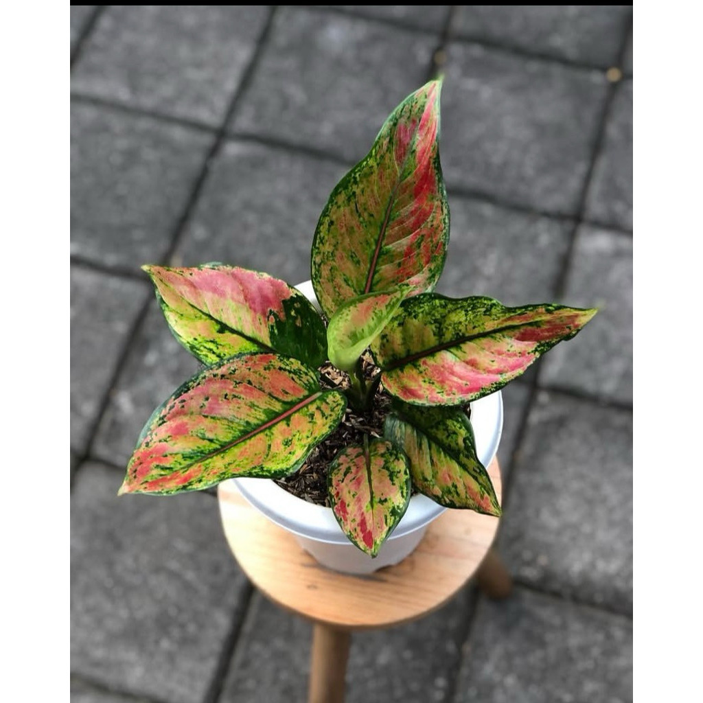 aglonema heng heng pelangi menor rimbun