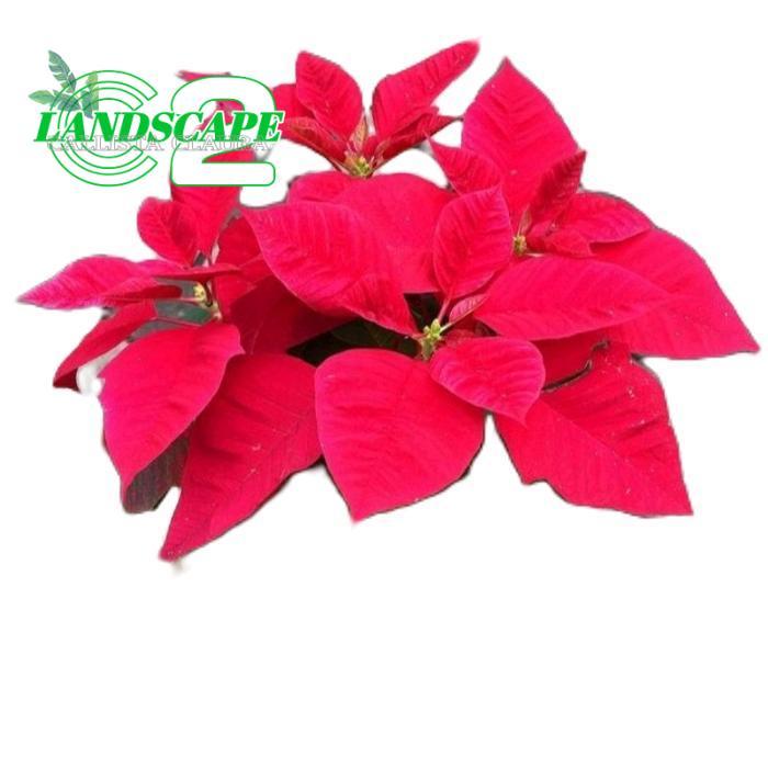 tanamanhias kastuba merah - tanaman kastuba - kastuba merah