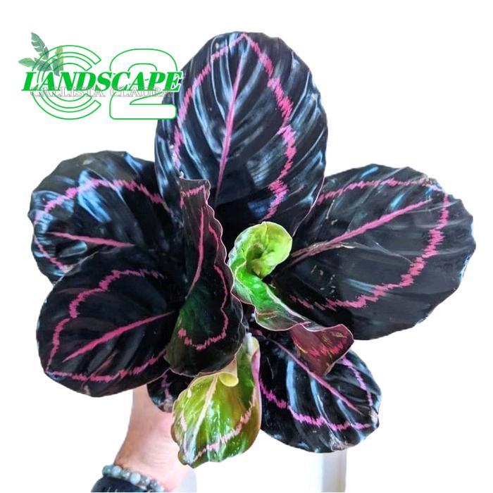 calathea black lipstik - tanamanhias calathea black lipstik - tanaman calathea Daun