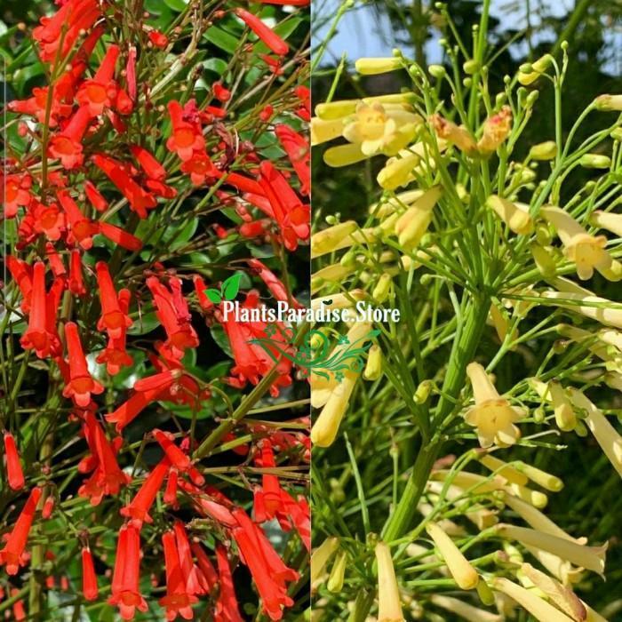 Paket 2 Air mancur merah & putih - tanaman air mancur putih / tanaman air mancur merah - Russelia eq