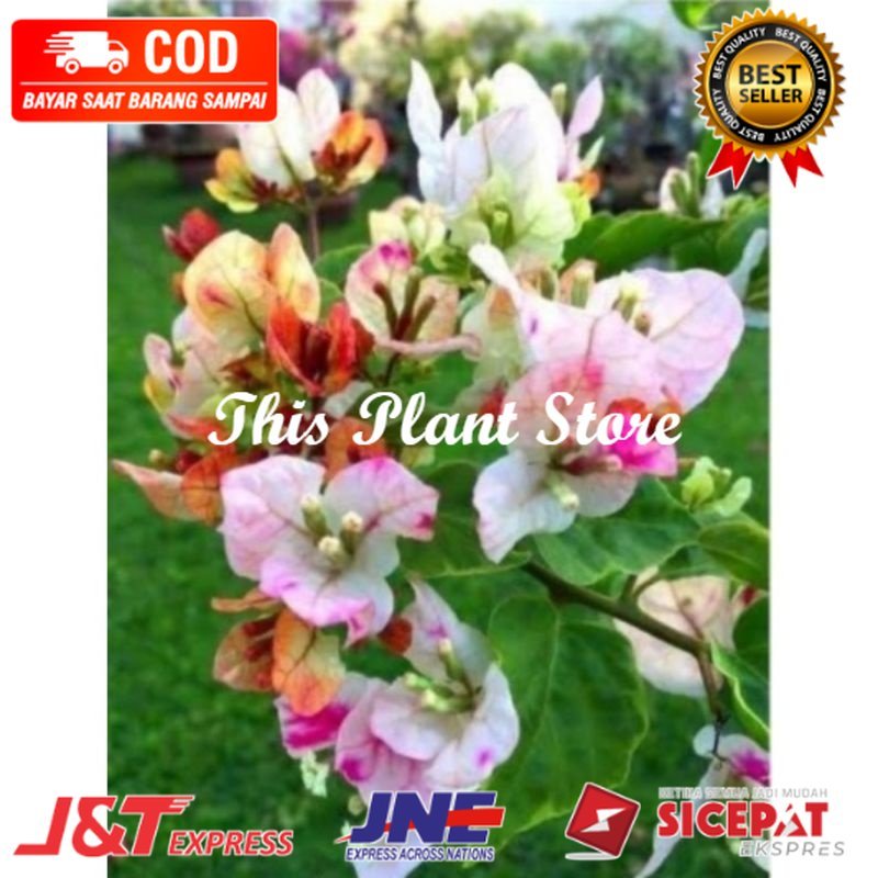 PROMOTANAMAN HIAS BUGENVIL BUNGA KERTAS CITRA BATIK//BUNGA KERTAS ( Bisa COD )