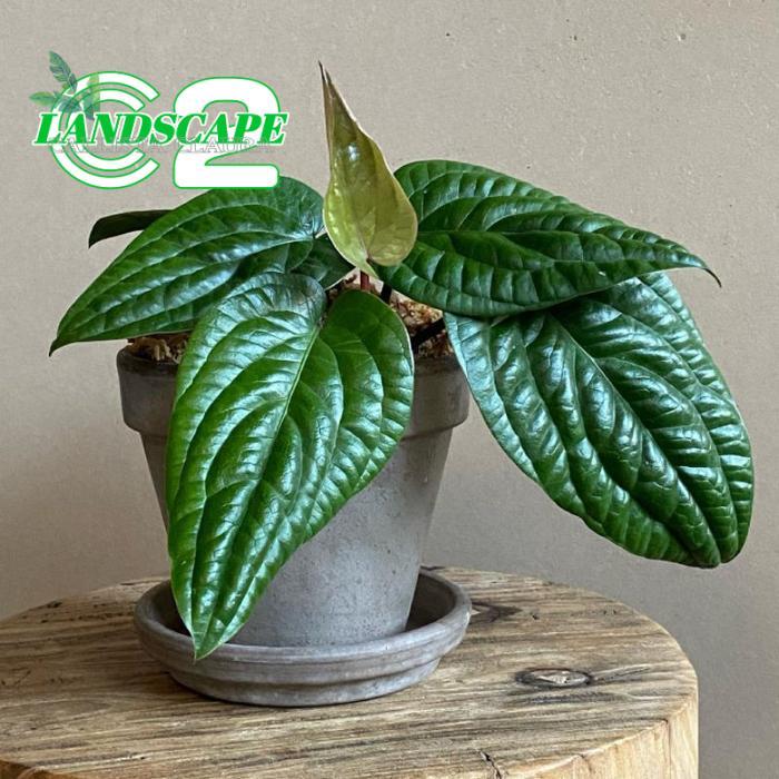 Anturium Sirih Badak Rumpun / Anthurium Radicans Rumpun