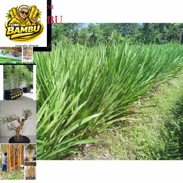 Bibit rumput odot per setek 1 kg