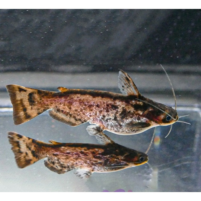 Colombian Catfish / Driftwood Catfish / Ikan Lele Kolombia / Colombia