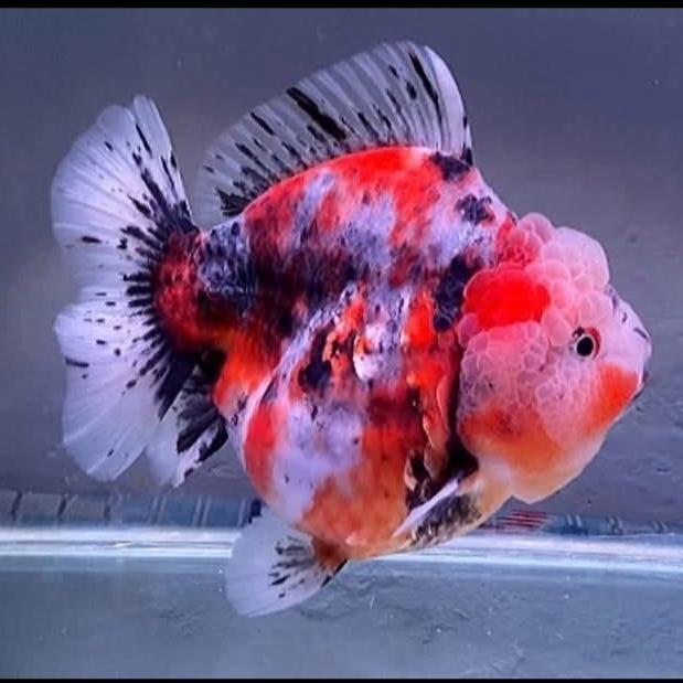 Ikan Mas Koki Oranda Calico Bagong Shorttail Grade High Quality marem tenan