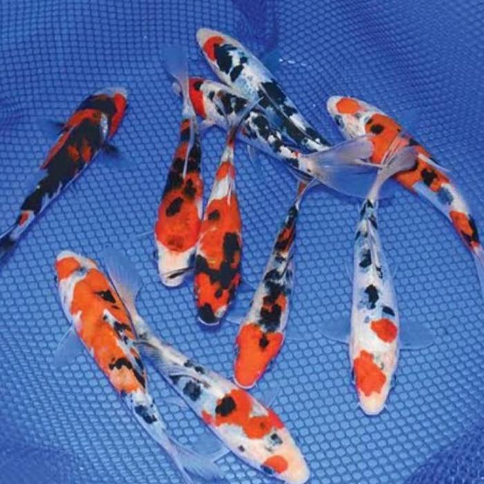 Ikan koi paket ISI 5 ekor sz 8-10 cm  blitar bibit koi
