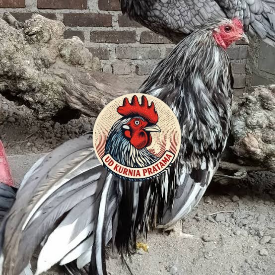 Telur ayam black sumatera / telur ayam hias / telur fertil siap cod UD KURNIA PRATAMA