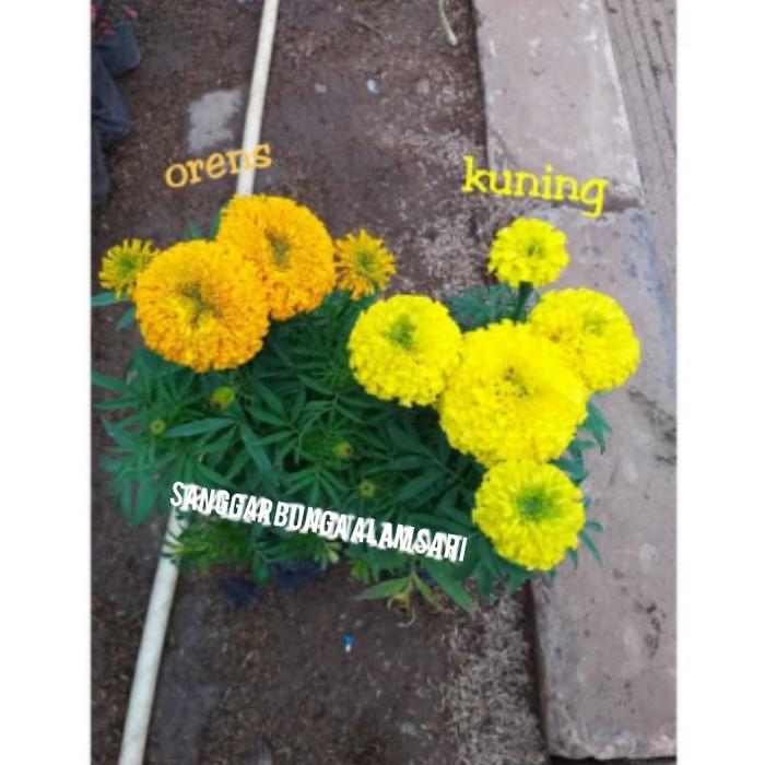 TANAMAN HIAS BUNGA MARIGOLD + POT