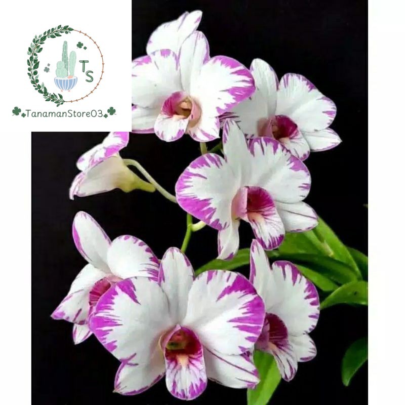 ANGGREK DENDRO ENOBI SPLASH DEWASA