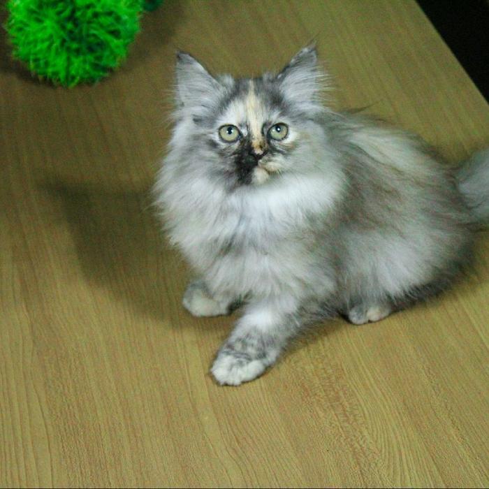 Kucing Persian Flatnose Flatnose