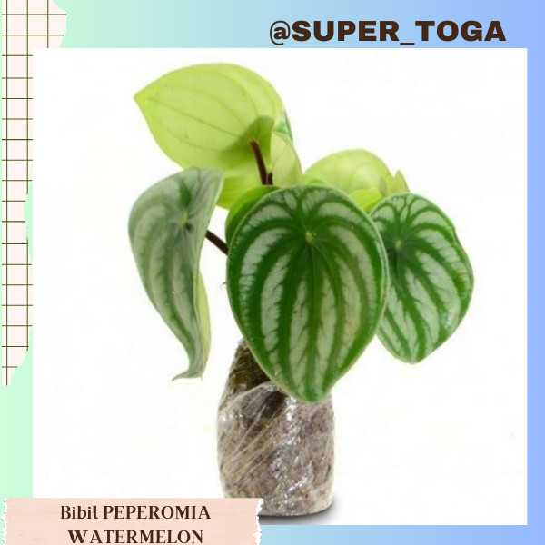 bibit PEPEROMIA ARGYREIA / bibit PEPEROMIA WATERMELON / bibit paperomia watermelon bibit peperomia w