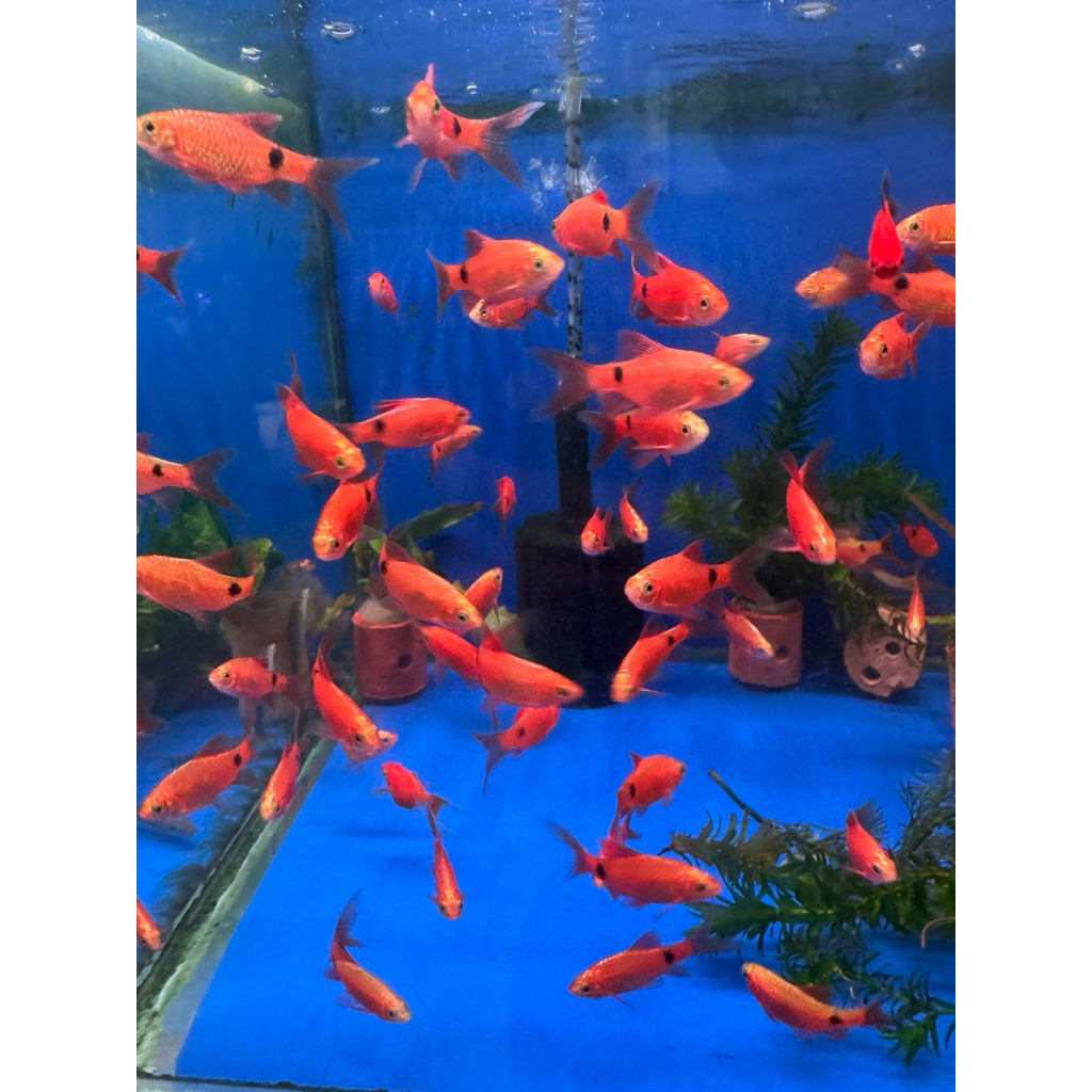 3pcs Ikan Hias Barbir Super Red Slayer Pengiriman Instan berkualitas bisa COD