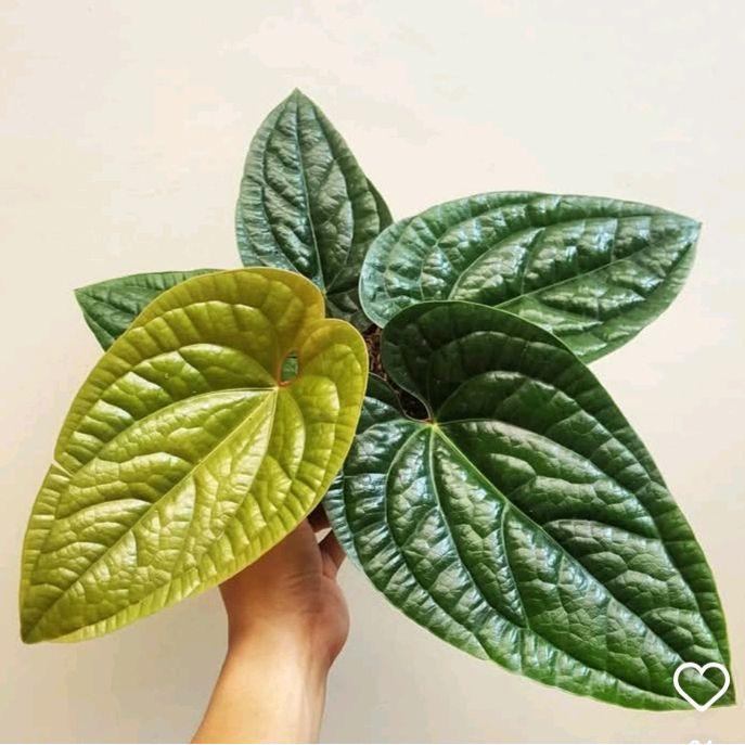 (BISA COD) Tanaman hias Anthurium Sirih - Murah tanaman daun sirih badak