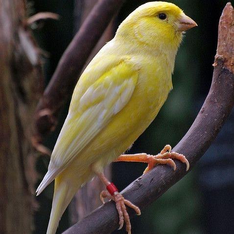 burung kenari loper cerah pilihan