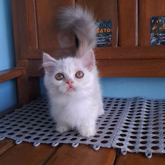 kitten munchkin kaki cebol gemoy lucu