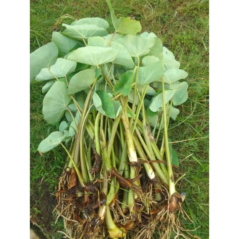 PAKET 100 BATANG BIBIT TALAS BENTUL BOGOR (KETAN WANGI)