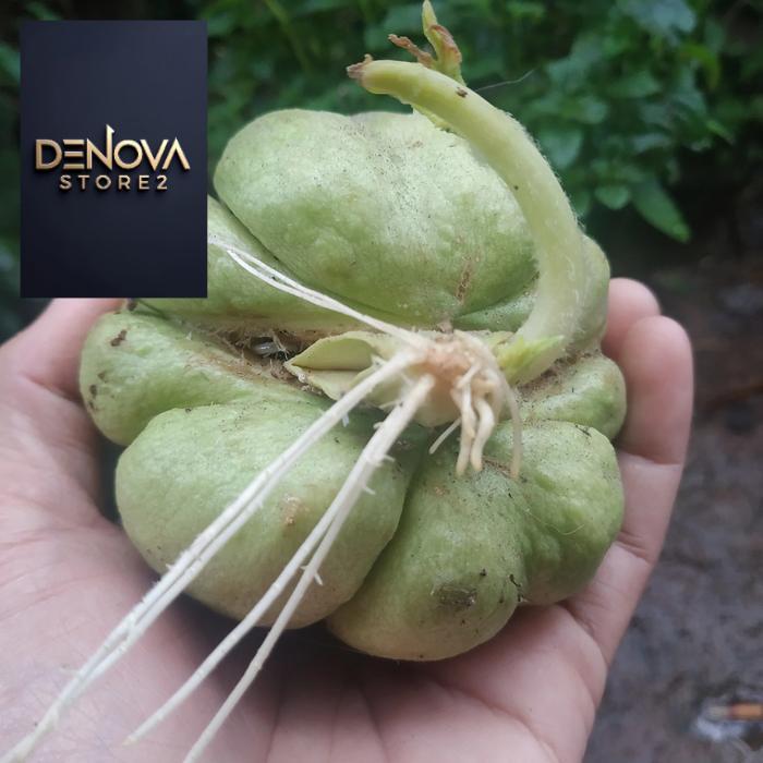 BIBIT LABU SIAM / LABU SIAM