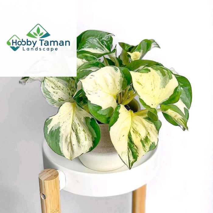 tanaman Epipremnum manjula photos - tanaman hias Epipremnum manjula keong