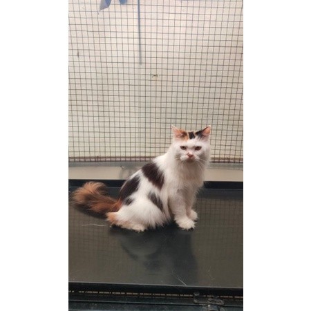 Kucing Persia Norwegian