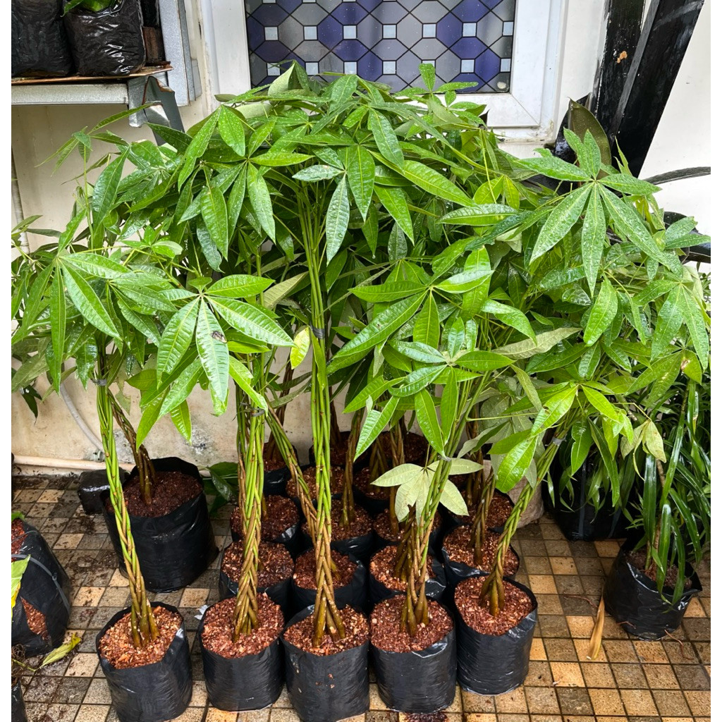 Tanaman Hias Pachira Kepang  // Tanaman Pachira