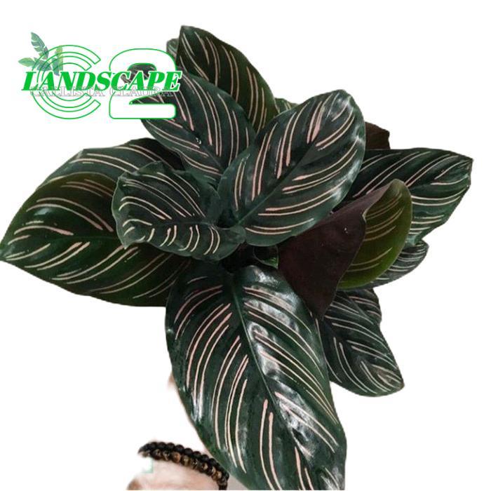 tanamanhias calathea ornata - tanaman calathea ornata hitam strip pink Hijau