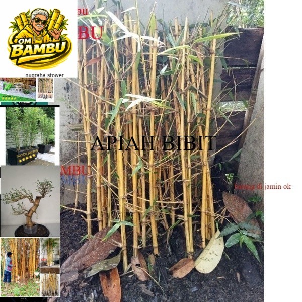 bibit Bambu kuning 1meter berbongol