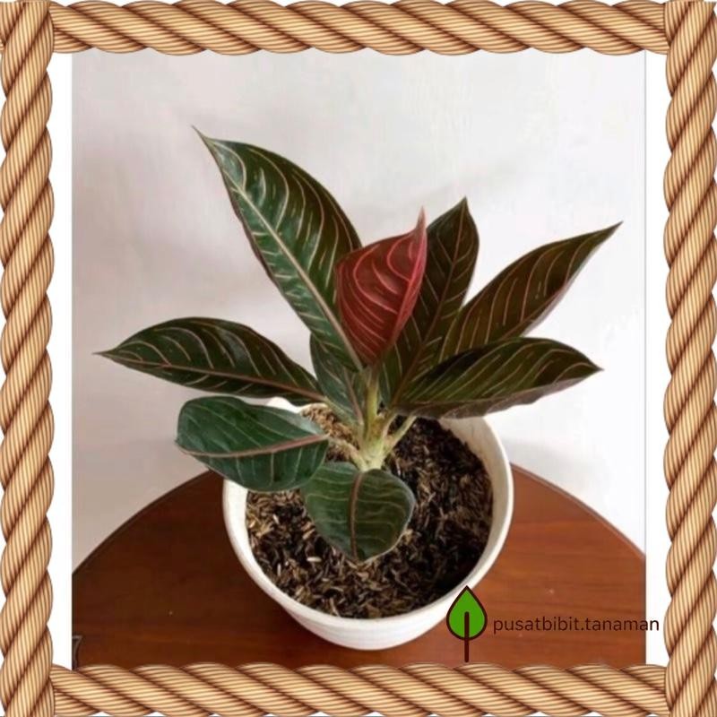 Bibit bonggol Aglonema Red sumatra bibit aglonema murah