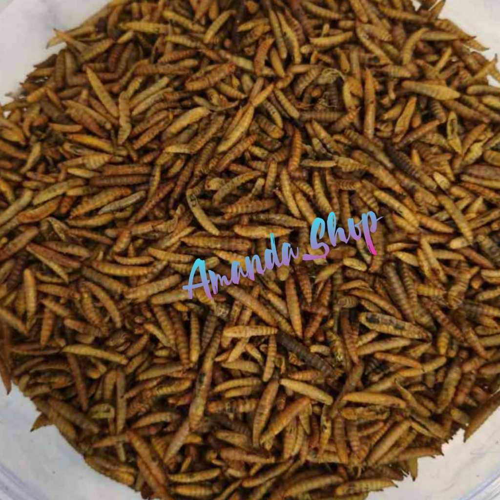 Dried Maggot Kering BSF Grade A - Tinggi Protein, pakan ikan channa, koi louhan 50 gr, 75 gr, 100 gr