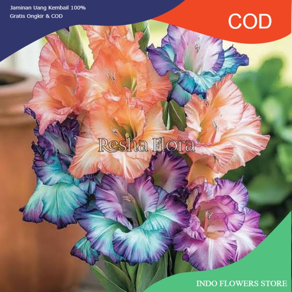 TANAMAN HIAS BUNGA SEDAP MALAM 3 WARNA CANTIK SIAP TANAM