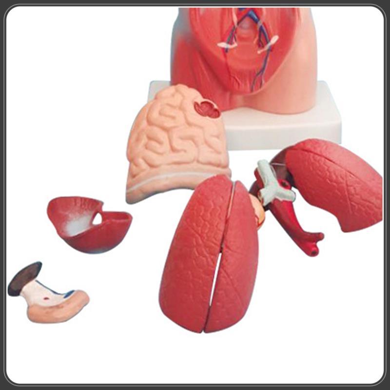 New Arrival Torso Mannequin Anatomy Doll 15 Removable Parts Educational Organ Model Human Internal O