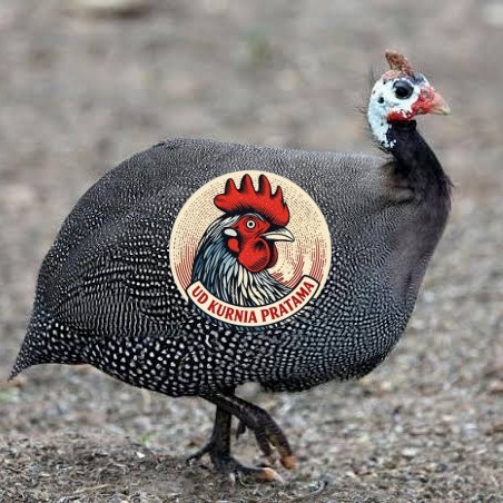 Telur ayam mutiara / telur ayam hias / telur fertil siap kirim UD KURNIA PRATAMA