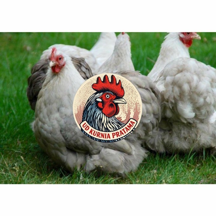 Telur ayam hias bantam chocin fertil siap ditetaskan - bantam chocin UD KURNIA PRATAMA