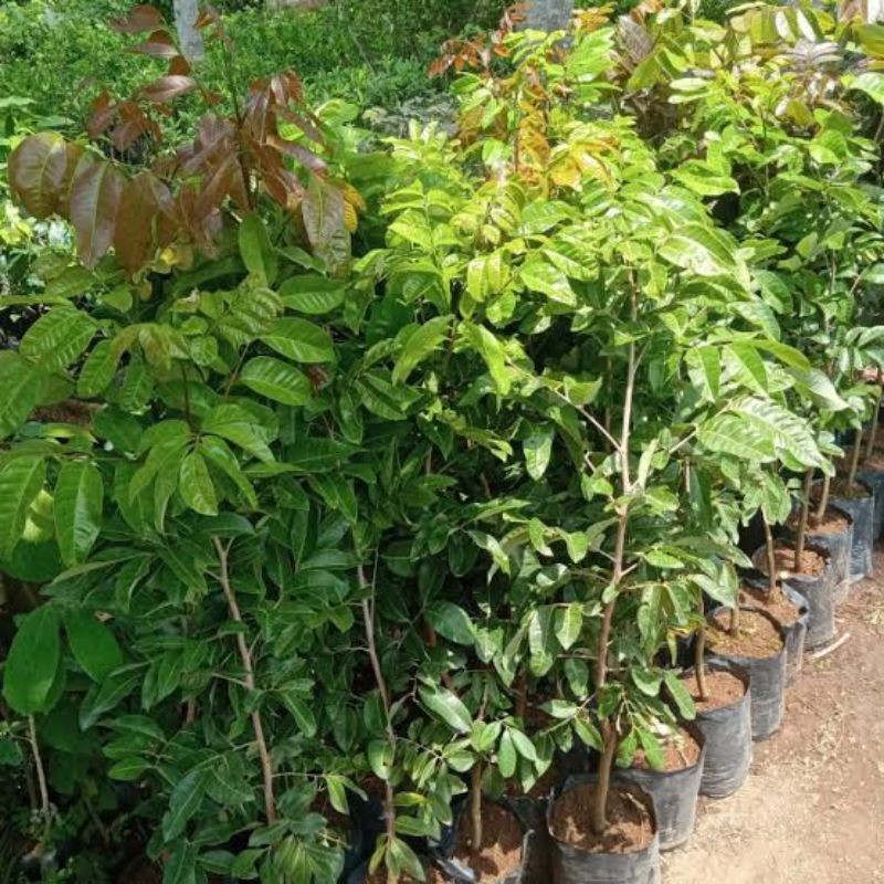 Bibit Kelengkeng Matalada 1 Meter Up Cepet Berbuah