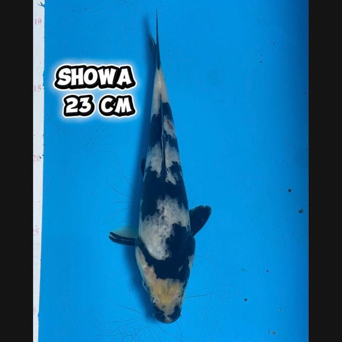 ikan koi Blitar / cemani farm / Showa 004