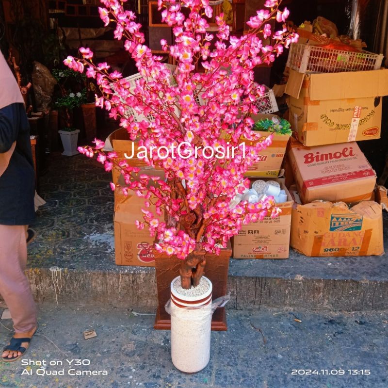 PROMOSAKURA VAS TRAKOTA TINGGI 1,5METER // SAKURA IMLEK // BUNGA SAKURA IMLEK // POHON BUNGA HIAS IM