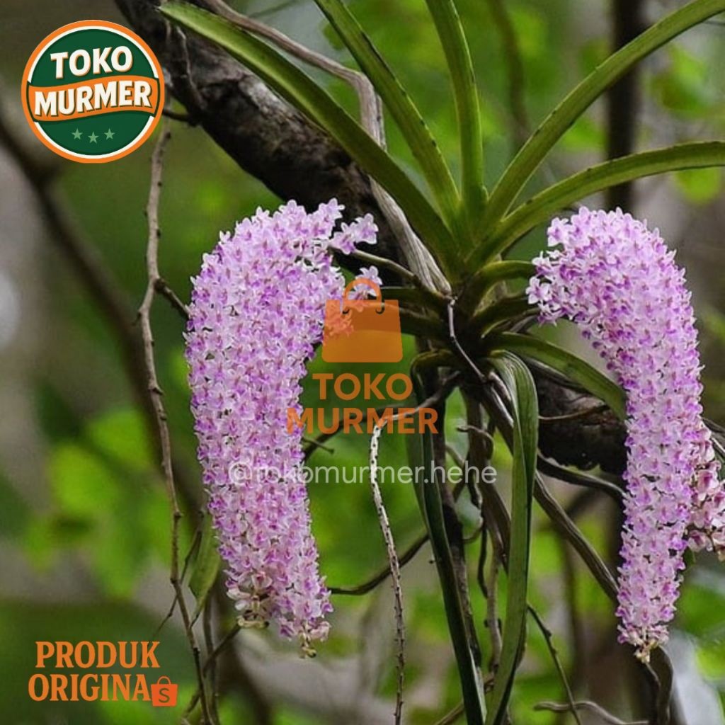 Tanaman hias anggrek ekor tupai atau anggrek buntut bajing atau Rhynchostylis retusa dengan media ta