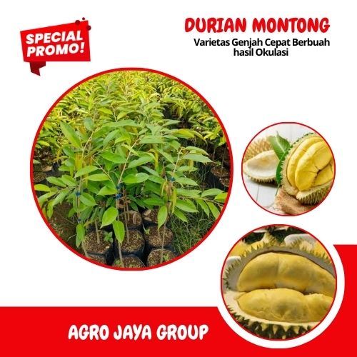Bibit DURIAN MONTONG,,asli hasil okulasi...