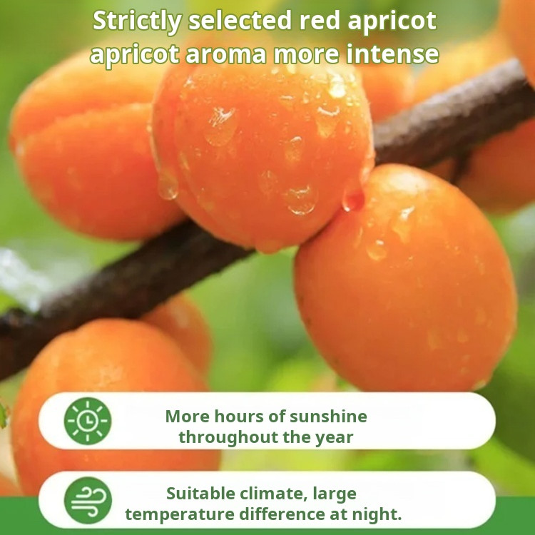 Sour and Sweet No Kernel Dried Red Apricots Aprikot pilihan berkualitas tinggi, dikeringkan secara a