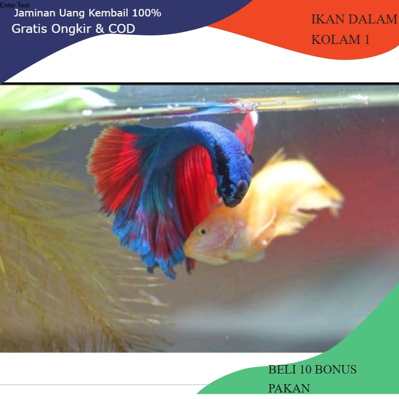 CUPANG HALFMOON SEPASANG  JANTAN BETINA