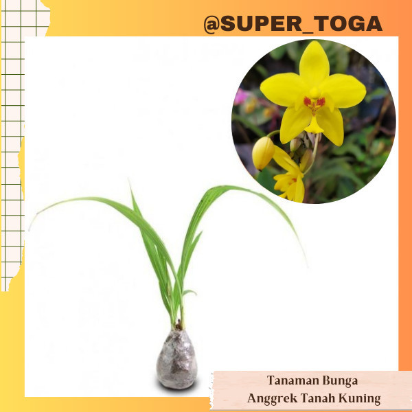 ANGGREK TANAH kuning bibit tanaman bunga anggrek tanah kuning bibit anggrek tanah kuning
