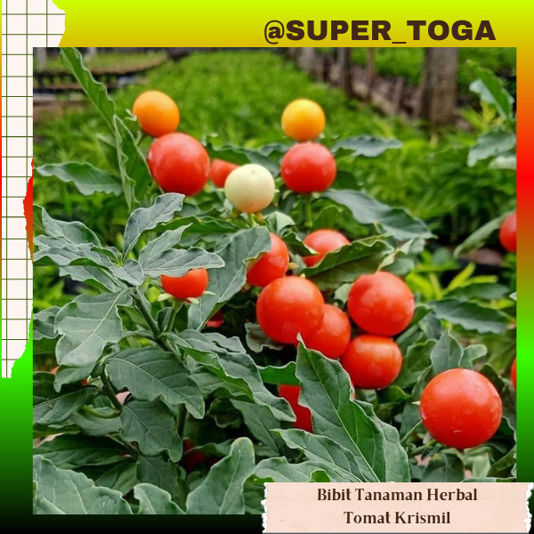 Bibit Tanaman Tomat Krismil / Tomat Hias bibit tomat krismil bibit tomat hias bibit tomat apel hias