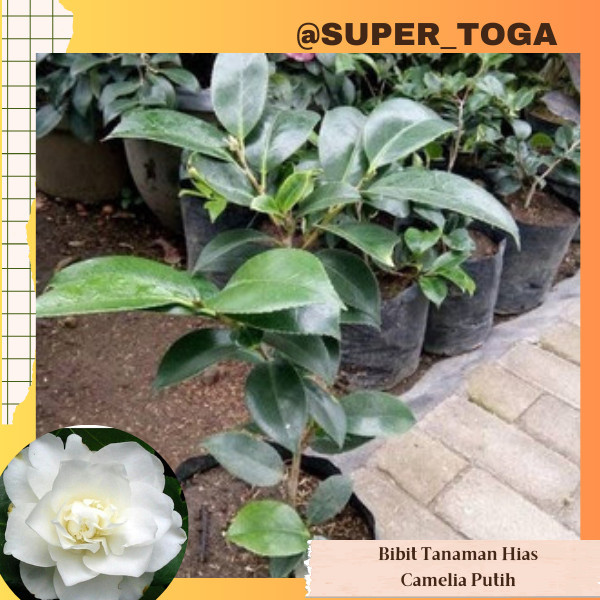Camelia Putih bibit bunga camelia putih bibit camelia putih bibit kamelia putih pohon camelia