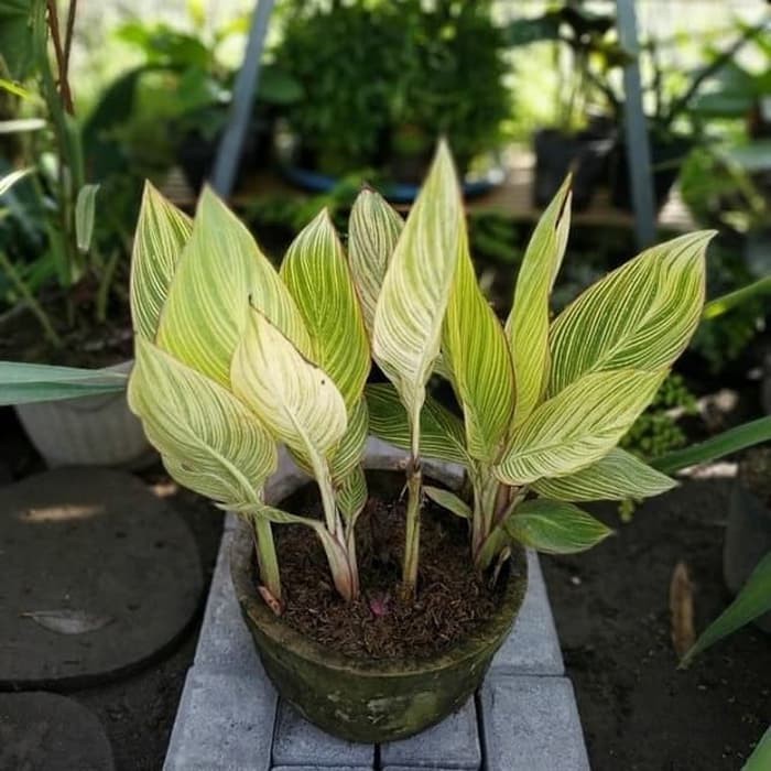 Tanaman hias Pisang Kana/ Bibit pisang kana