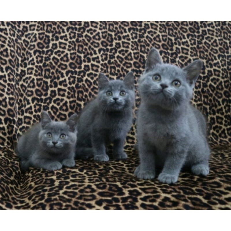 British Shorthair