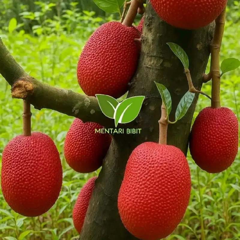 Bibit Buah Nangka Merah Thailand Okulasi Siap Tanam Cepat Berbuah Unggul Tabulampot Super