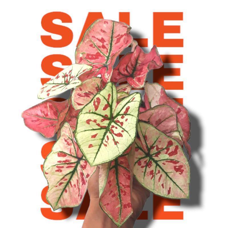 Caladium Red Guava Bibit Umbi