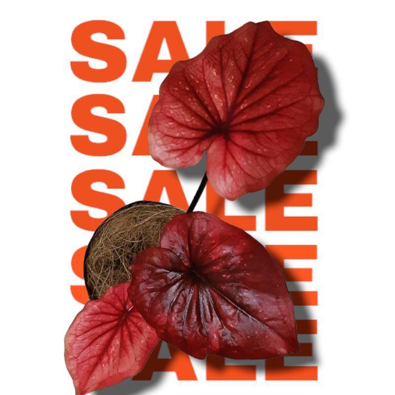 Caladium Red Brownies Bibit Umbi