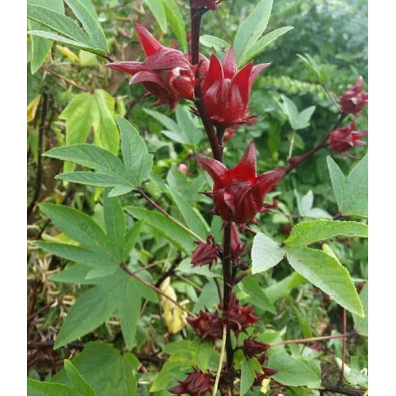 Bibit Tanaman Rosela | Herbal Rosela Merah | Bibit Teh Rosela Bibit Unggul Rosela Siap Tanam
