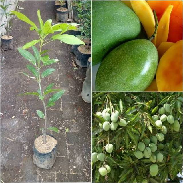 BIBIT MANGGA MANALAGI bisa tabulampot