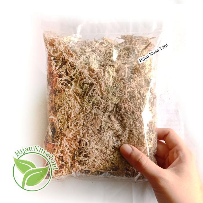 MOSS SPHAGNUM CHILE / CHILI (Impor) 1 Liter - Media spagnum semai anggrek cangkok tanaman karnivora 